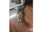 Adopt Taylor a Gray, Blue or Silver Tabby American Shorthair / Mixed (short