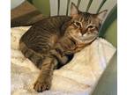Adopt SIERRA a Spotted Tabby/Leopard Spotted Domestic Shorthair (short coat) cat