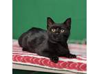 Adopt Faith a All Black Domestic Shorthair / Mixed cat in Mount Vernon