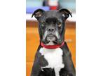 Adopt Monty a Black Boxer / Labrador Retriever / Mixed dog in Hastings