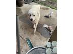Adopt Bandit a White Great Pyrenees / Mixed dog in San Jose, CA (33603624)