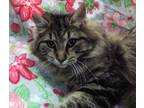 Adopt Jules a Brown or Chocolate Domestic Longhair / Domestic Shorthair / Mixed