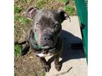 Adopt Momoa a Pit Bull Terrier