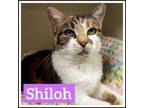 Adopt Shiloh a Domestic Short Hair