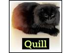 Adopt Quill a Domestic Long Hair