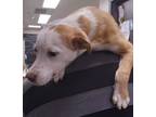 Adopt Porscha a Labrador Retriever, Beagle
