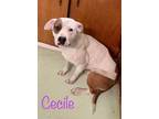 Adopt Cecile a Pit Bull Terrier