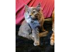 Adopt ADOPTED ...MAINE COON X...KATY & CALVIN a Maine Coon, Domestic Short Hair