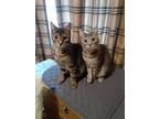 Adopt Bagel and Lox (bonded pair) a Domestic Short Hair, Tabby