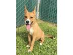 Adopt Foxy a Black Mouth Cur, Pit Bull Terrier