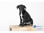 Adopt Fitzgerald a Border Collie, Terrier