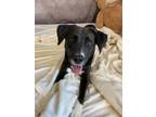 Adopt Mosie - Pending Adoption Trial a Labrador Retriever, Border Collie