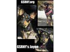 Adopt Jayne a German Shepherd Dog, Doberman Pinscher