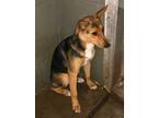 Adopt Miracles a Shepherd, Mixed Breed