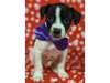 Adopt Oreo Tailwaggers a Chiwe
