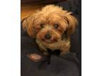 Adopt COCALITA *BONDED WITH GIZMO* a Yorkshire Terrier