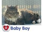 Adopt Baby Boy a Spotted Tabby/Leopard Spotted Domestic Longhair cat in