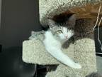 Adopt Chanel a Gray, Blue or Silver Tabby Domestic Shorthair (short coat) cat in