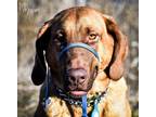 Adopt Buttercup a Red/Golden/Orange/Chestnut Bloodhound / Shepherd (Unknown