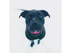 Adopt Large Marge a Black - with White American Staffordshire Terrier dog in