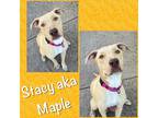 Adopt Stacy aka Maple a Tan/Yellow/Fawn - with White Labrador Retriever dog in