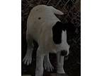 Adopt PUPPY BOY a Black - with White Labrador Retriever / Mixed dog in San