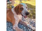 Adopt Fisher a Red/Golden/Orange/Chestnut Pointer / Mixed dog in Plain City