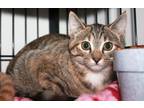 Adopt Poppy a Brown Tabby Domestic Shorthair / Mixed (short coat) cat in Perry