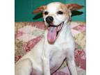 Adopt Prince Charming a White Beagle / Mixed dog in Perry, GA (33618004)