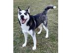 Adopt Big Bear a Black Husky / Mixed dog in Caldwell, ID (33617998)