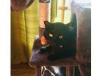 Adopt Quigley a Black (Mostly) Bombay / Mixed (short coat) cat in San Gabriel