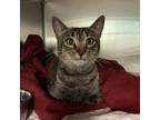 Adopt Hope a Brown Tabby Domestic Mediumhair (medium coat) cat in Duluth