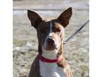 Adopt Quinn a Tan/Yellow/Fawn American Pit Bull Terrier / Mixed dog in Ann