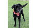 Adopt Pickles a Labrador Retriever / Husky / Mixed dog in Dalton, GA (33610535)