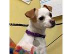 Adopt Dayla a White Jack Russell Terrier / Mixed dog in Lowell, MA (33617653)