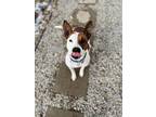 Adopt Jill a White American Pit Bull Terrier / Mixed dog in Juneau