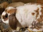Adopt Cinnamon (bonded with Snowy) a White Lop-Eared / American / Mixed rabbit