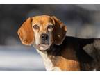 Adopt Georgie Porgie a Tricolor (Tan/Brown & Black & White) Beagle / Mixed dog