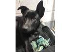 Adopt Nora a Black German Shepherd Dog / Labrador Retriever / Mixed dog in