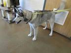Adopt LIAH a White - with Gray or Silver Husky / Mixed dog in Temple