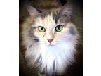 Adopt CALLIE a Calico or Dilute Calico Domestic Mediumhair (medium coat) cat in