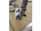 Adopt 49385573 a Gray/Blue/Silver/Salt & Pepper American Pit Bull Terrier /