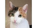 Adopt NANCY a Calico or Dilute Calico Domestic Shorthair (short coat) cat in