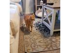 Adopt Nugget a Orange or Red Domestic Shorthair / Mixed (short coat) cat in