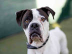Adopt MARCEL a White Boxer / Mixed dog in Carlsbad, CA (33616741)