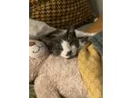 Adopt Mr. Bean Man a Gray or Blue (Mostly) American Shorthair / Mixed (short