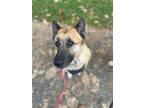 Adopt Kailea a Brindle - with White German Shepherd Dog / Mixed dog in Grass