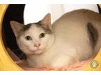 Adopt Spike a White Domestic Shorthair / Domestic Shorthair / Mixed cat in