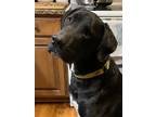 Adopt Brinks a Black Great Dane / Anatolian Shepherd / Mixed dog in Johnston