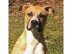 Adopt Chloe a Tan/Yellow/Fawn - with White Boxer / Mixed dog in Dallas